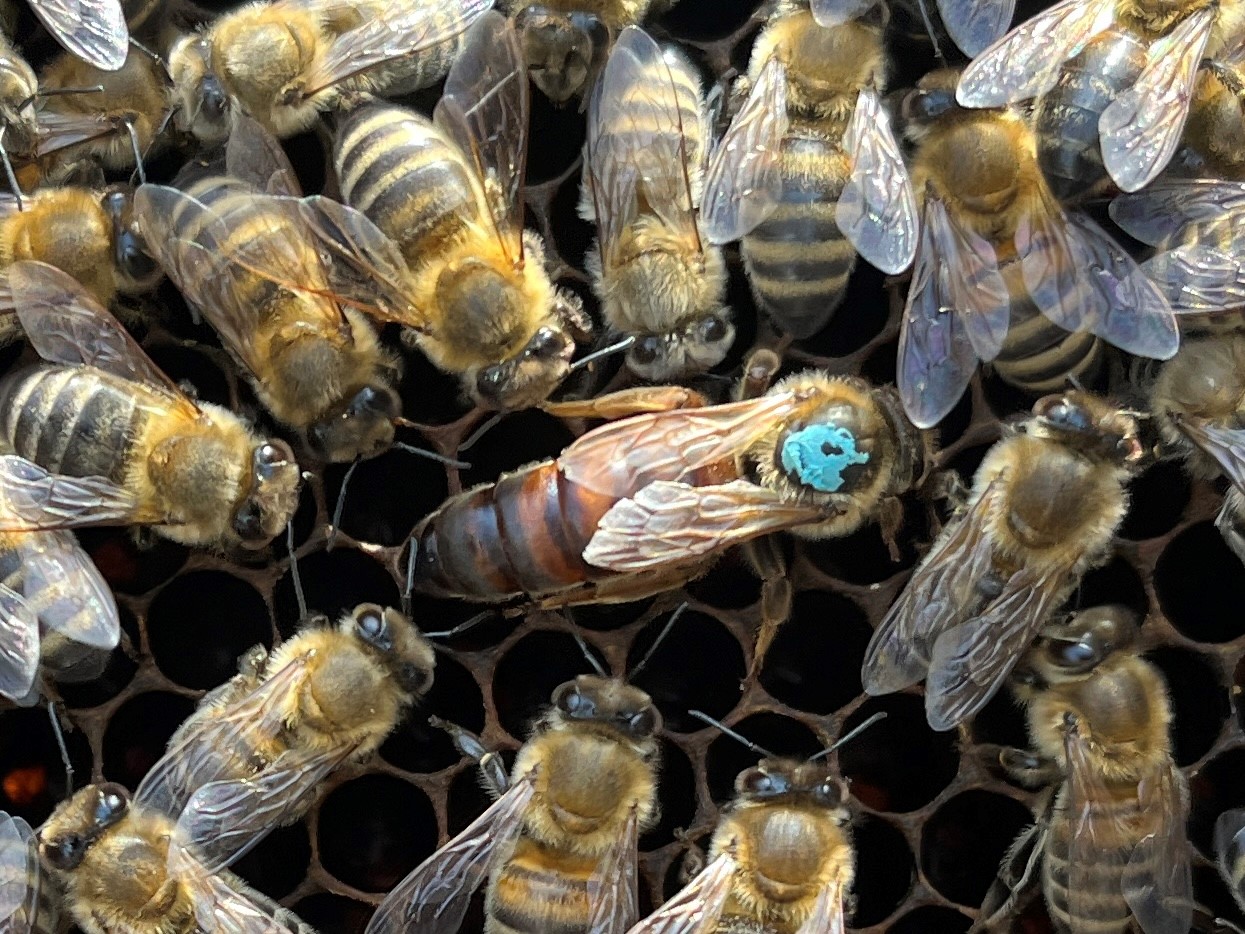 Zur Veranstaltung  Was Sie schon immer über Bienen wissen wollten, das BIld zeigt viele Bienen, die auf ihren Waben sitzen.